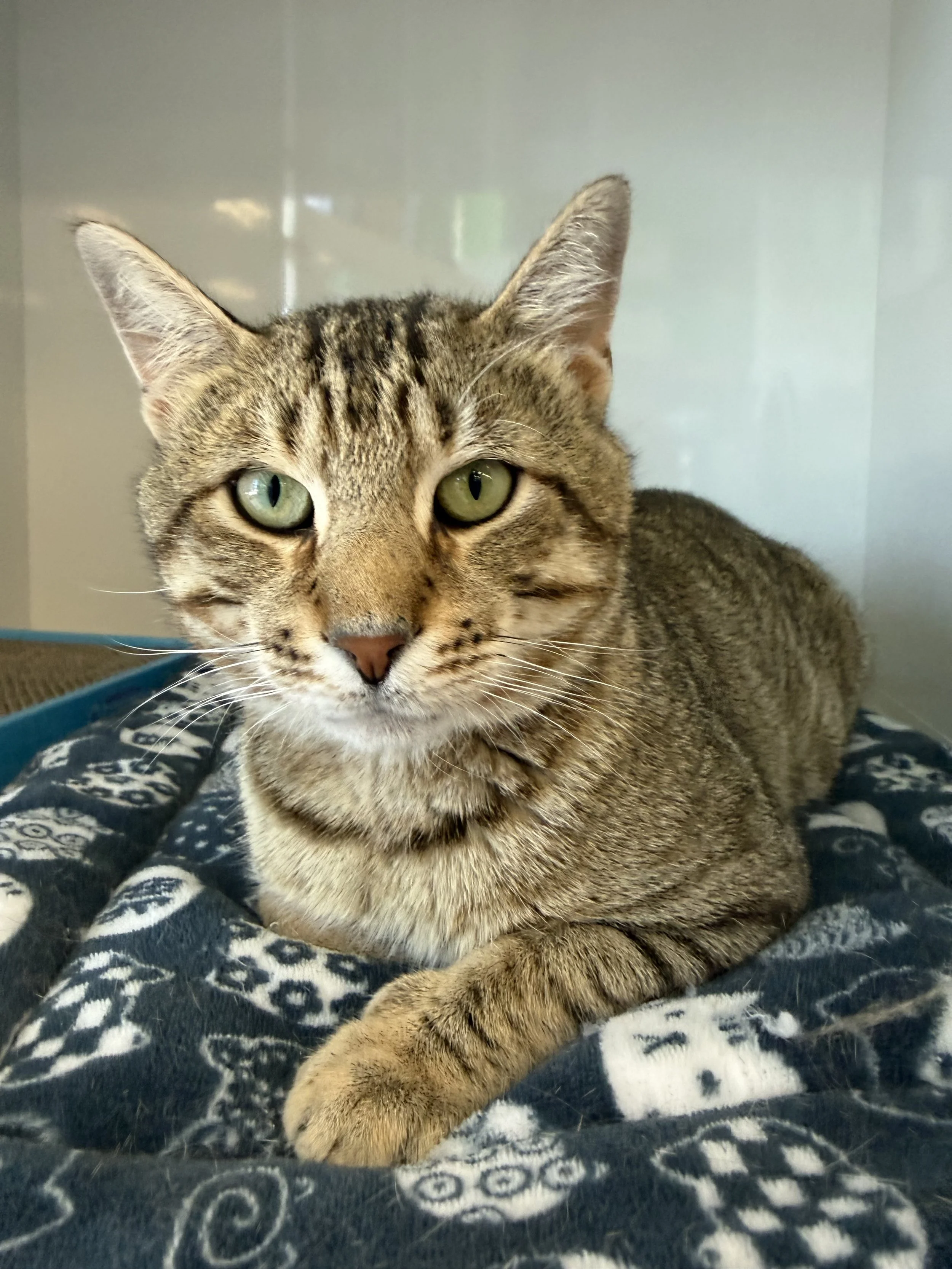 Maurice Jr. - Adoption Pending