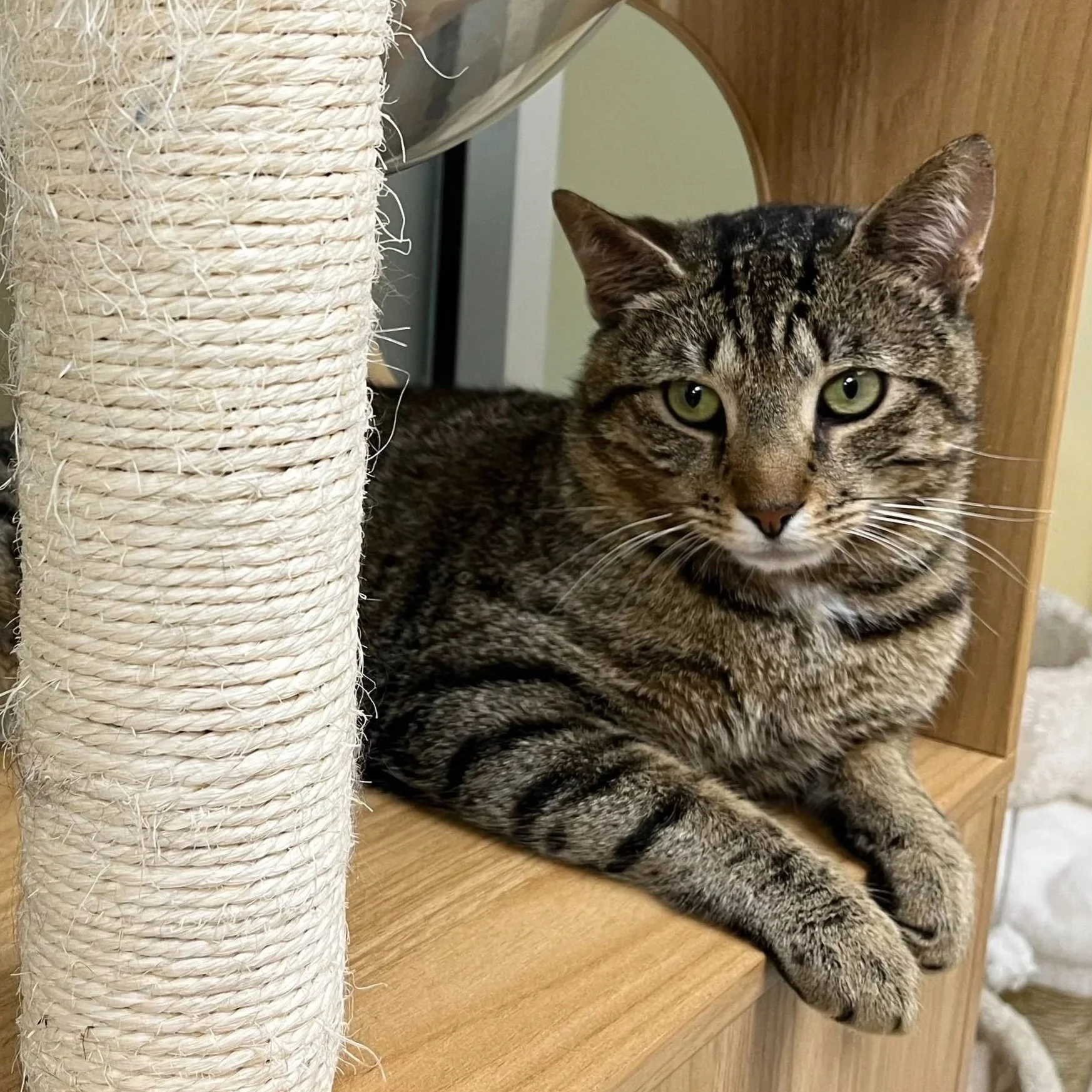 Pierre - Adoption Pending