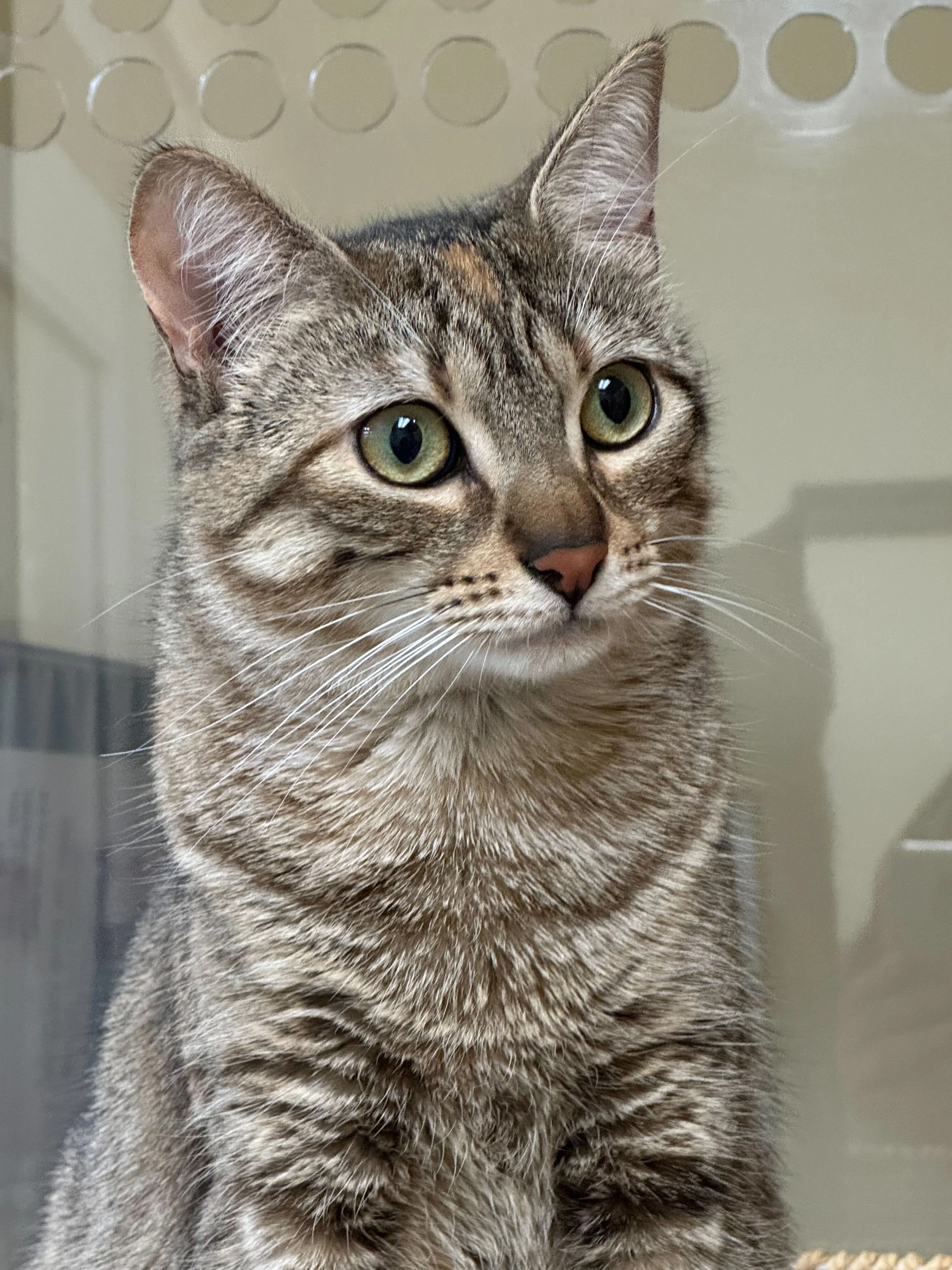 Whitney - Bonded with Wiley