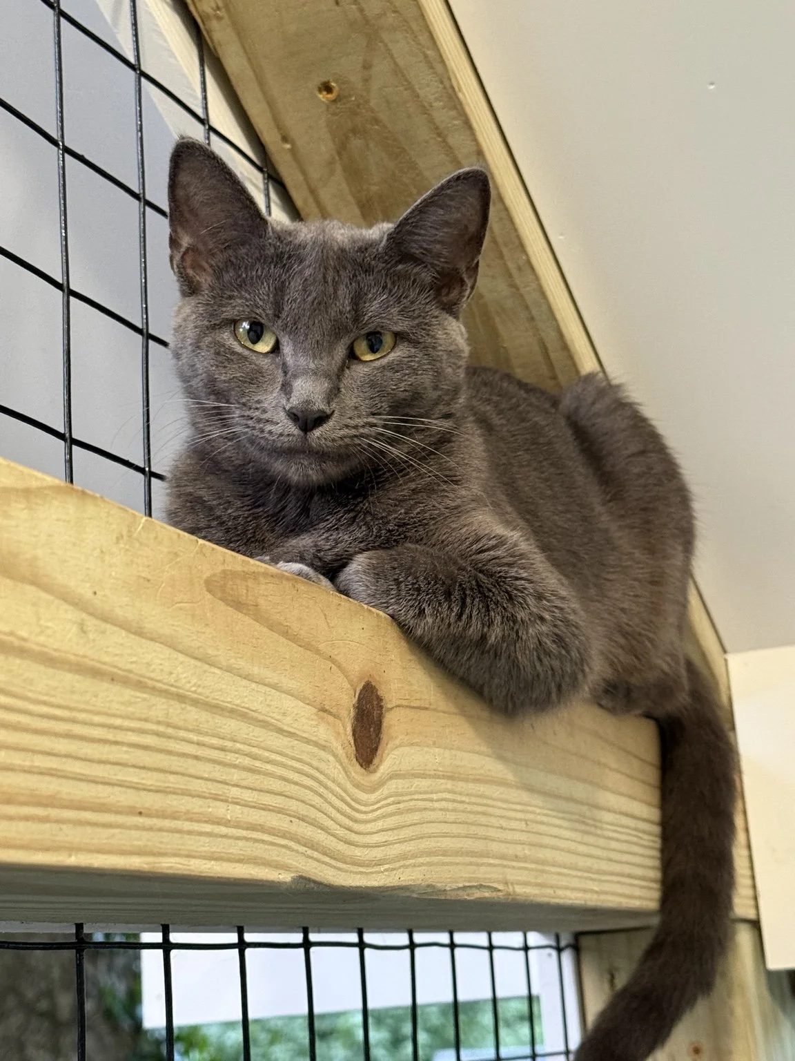 Nala
