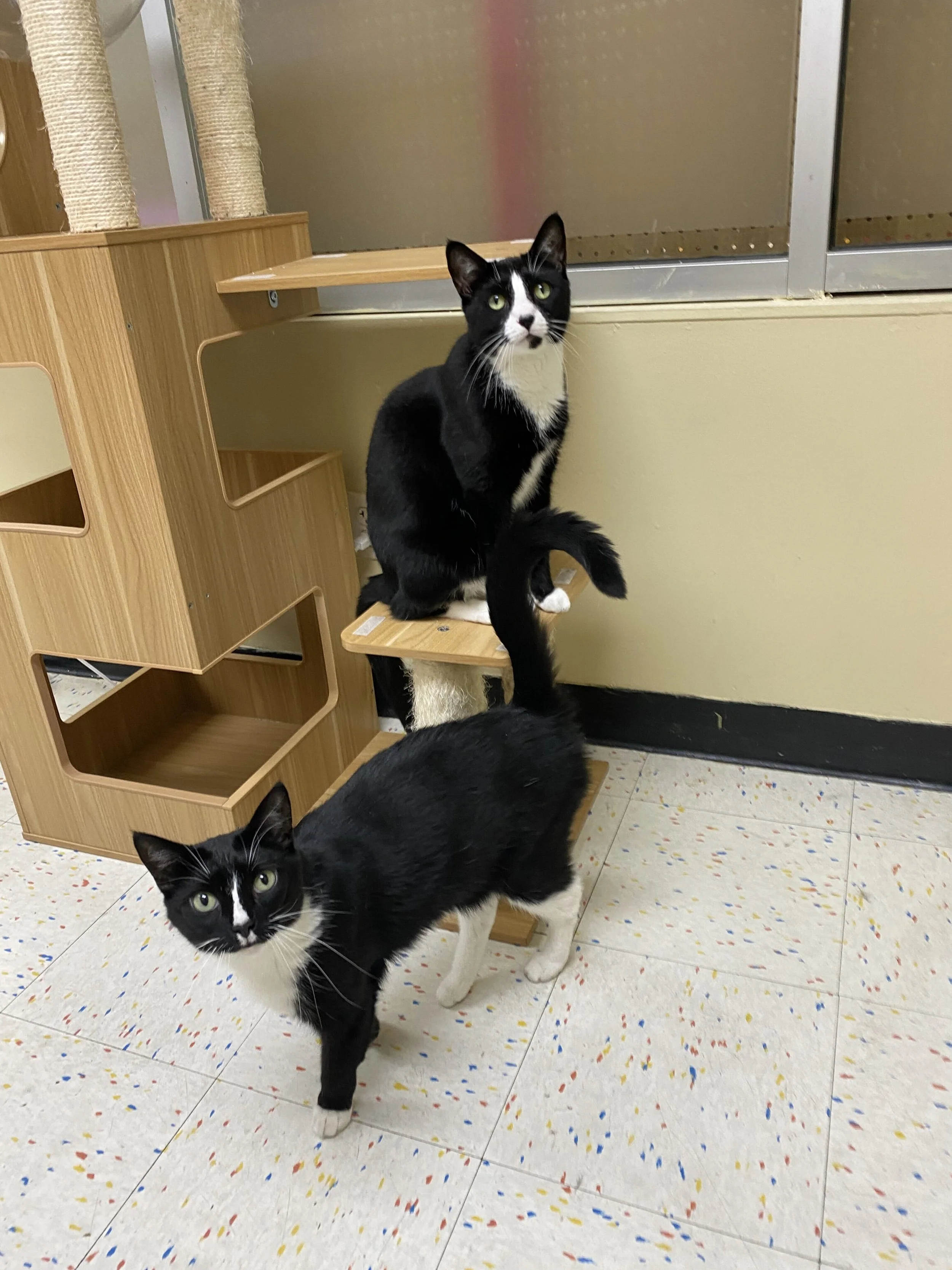 Lucy &amp; Percy
