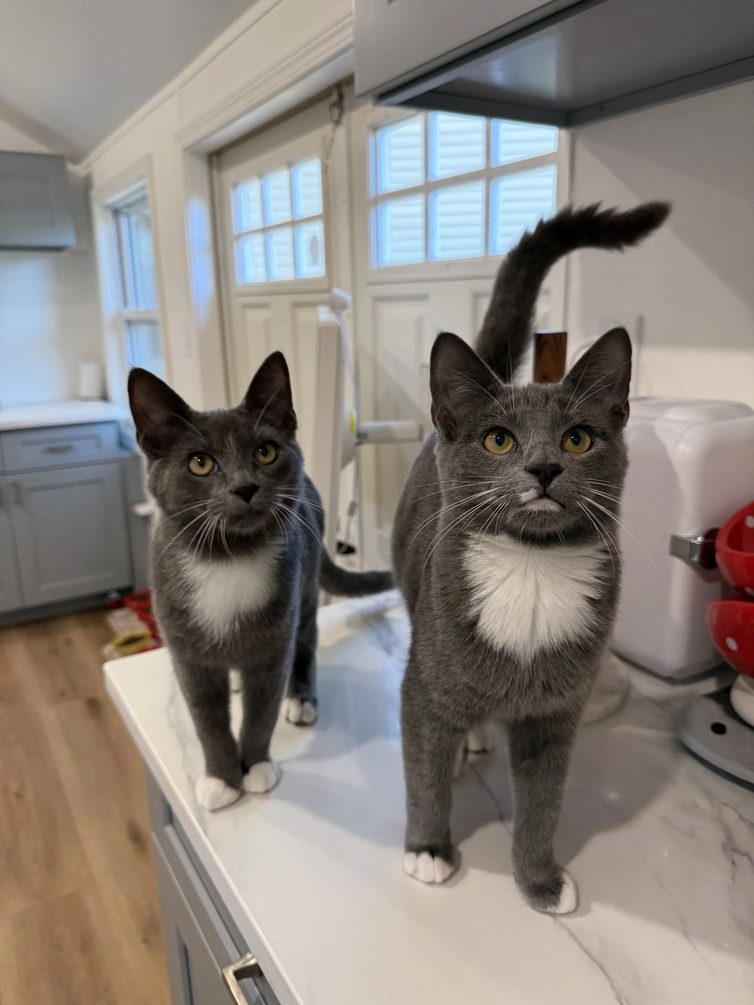 Finn &amp; Milo