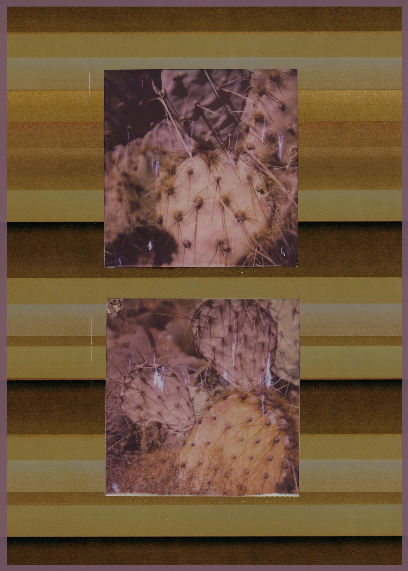 cactus 1.jpg