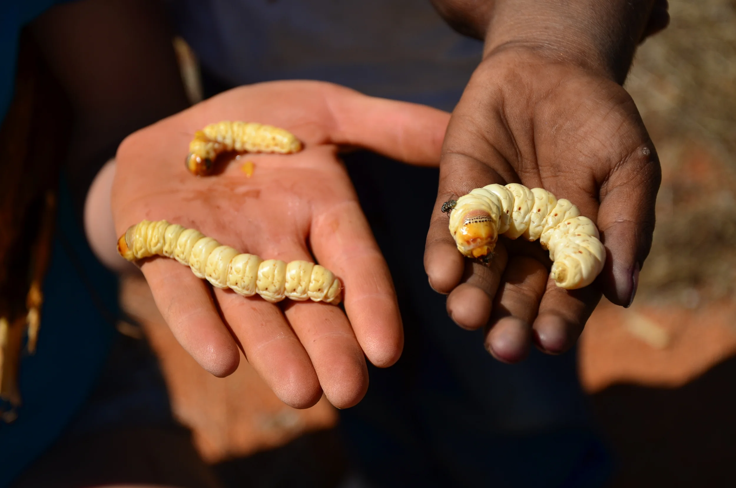  These are the larvae of Endoxyla leucomochla. The grub is the most important insect food of the desert and has historically been a staple in the diets of Aboriginal Australians in Central Australia. 