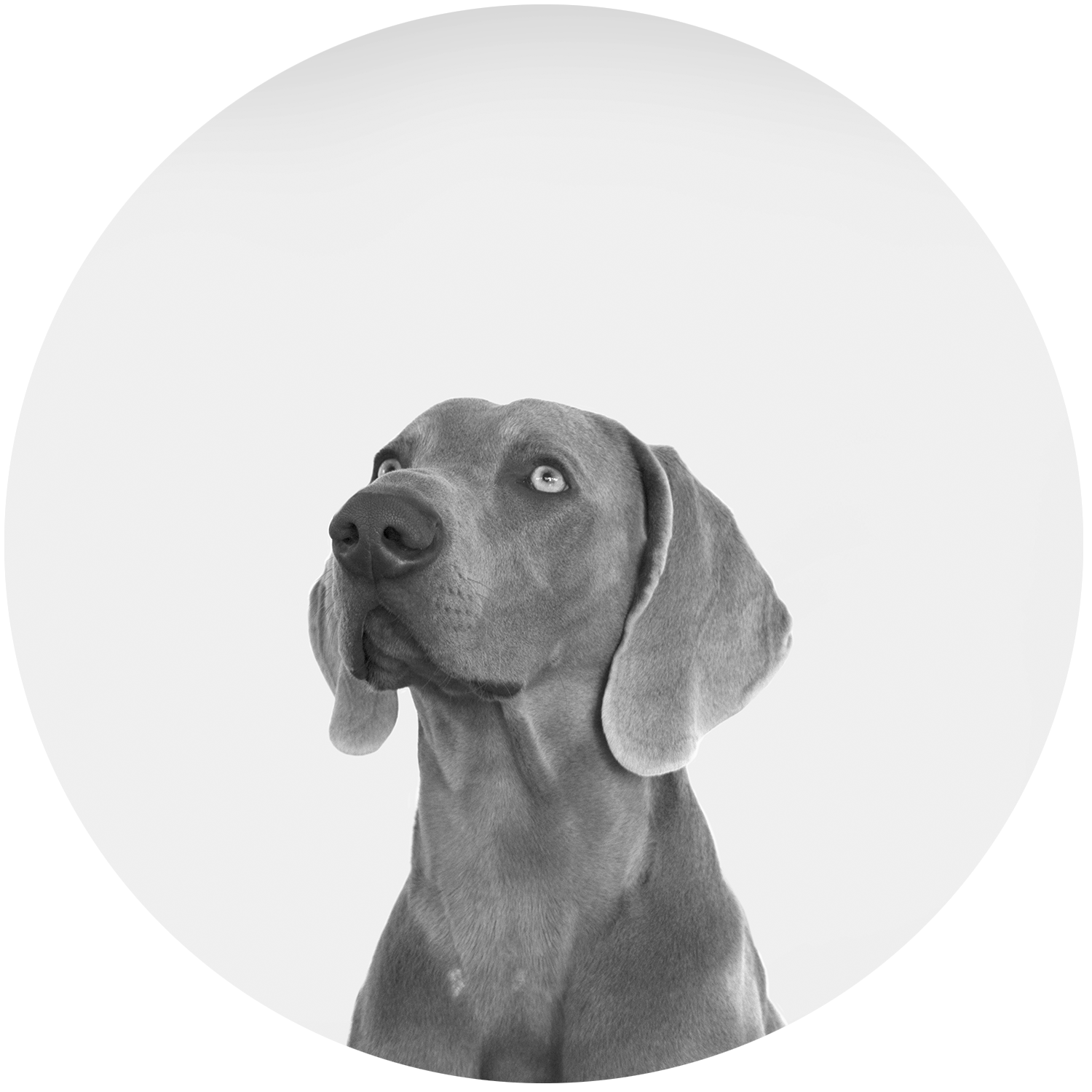 Studio-prince-Circle-Banner-Image.png