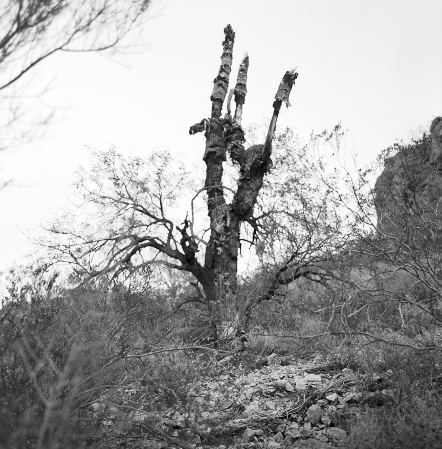  Diseased Saguaro, Arizona, 2013.  Gelatin silver print. 