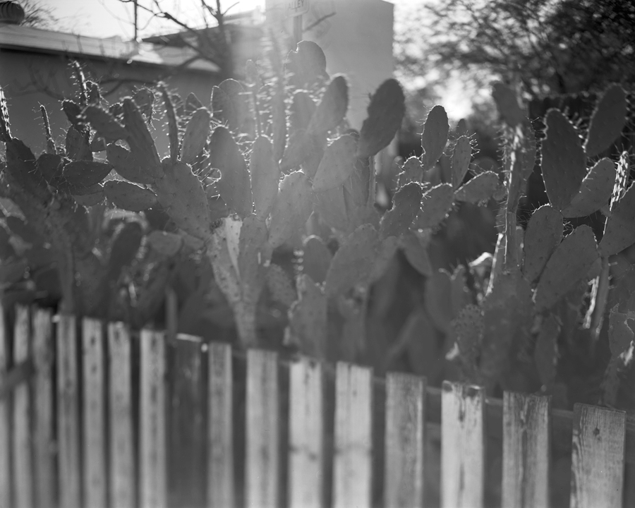   Prickly pear, Tucson, Arizona,  2014.  Gelatin silver print. 