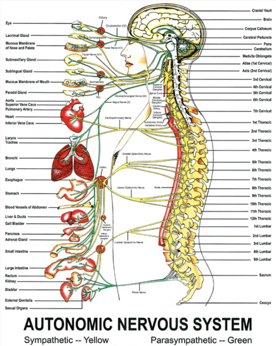 Image credit: Sherman College of Chiropractic - www.sherman.edu