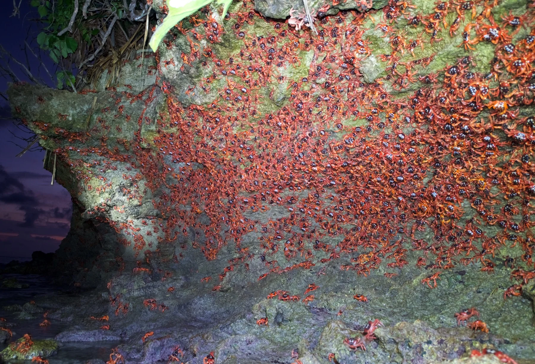 Christmas Island red crab migration
