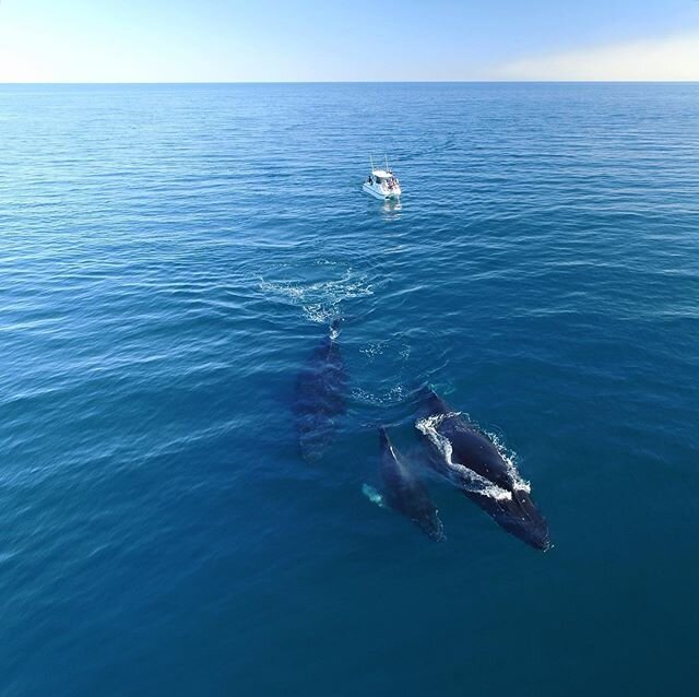 Winter is the best time to head north to @australiascoralcoast. If you&rsquo;re going boating, make sure keep a look out for #whales and give them space to rest on their migratory journey north from the Antarctic for mating and calving before they re