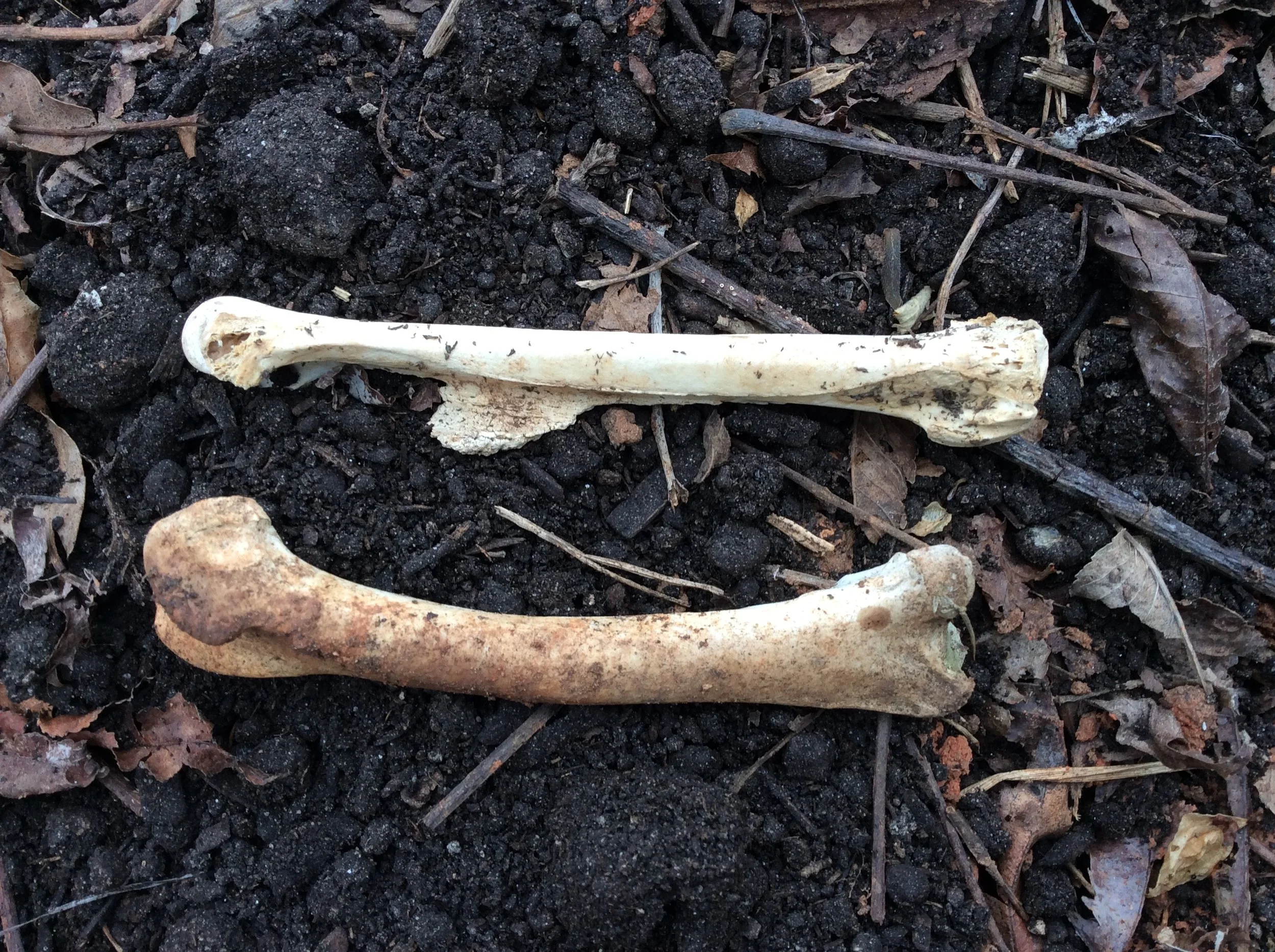 The Two Small Deaths