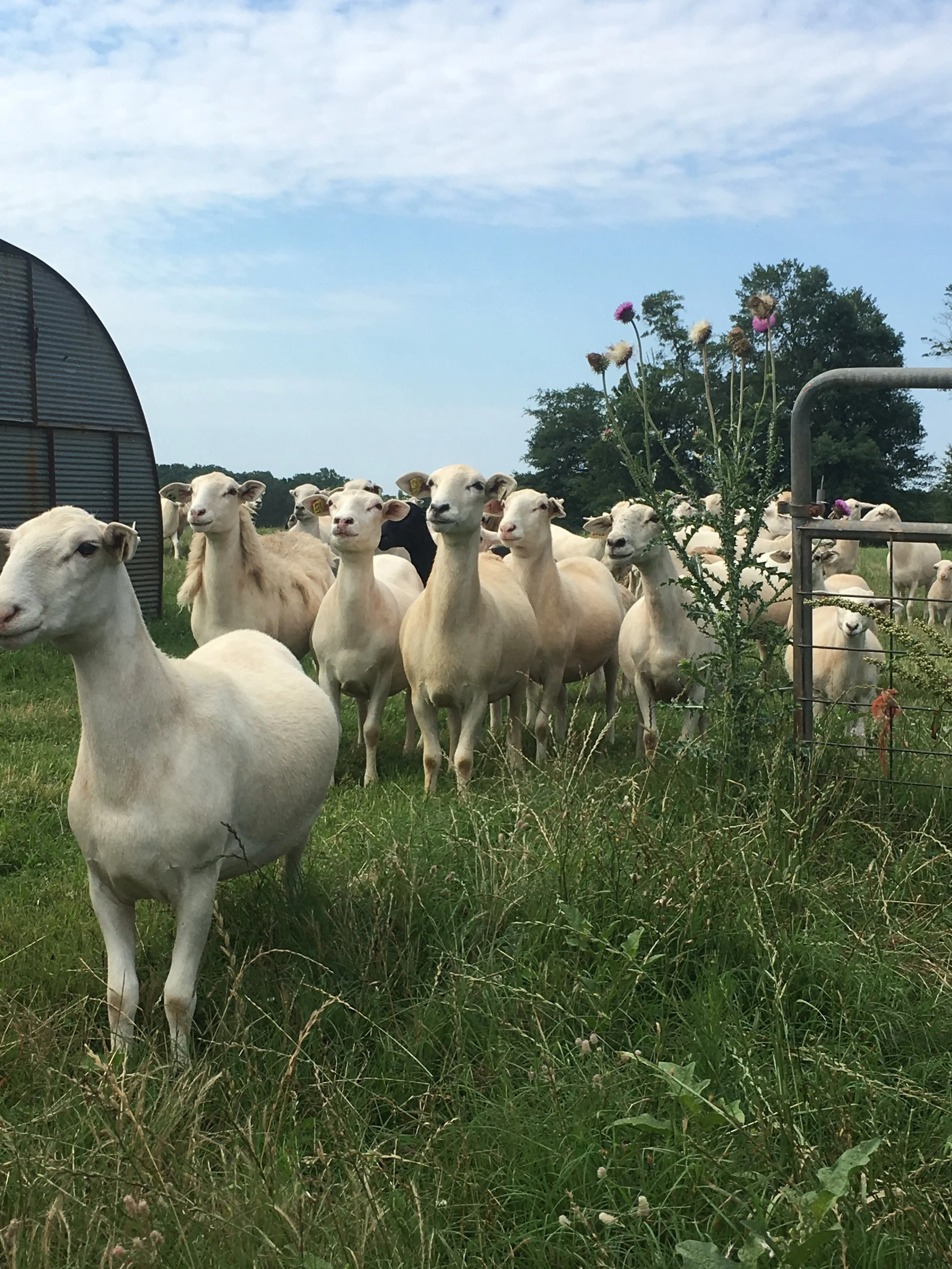 The World Shepherd Project and Why it Matters to the World