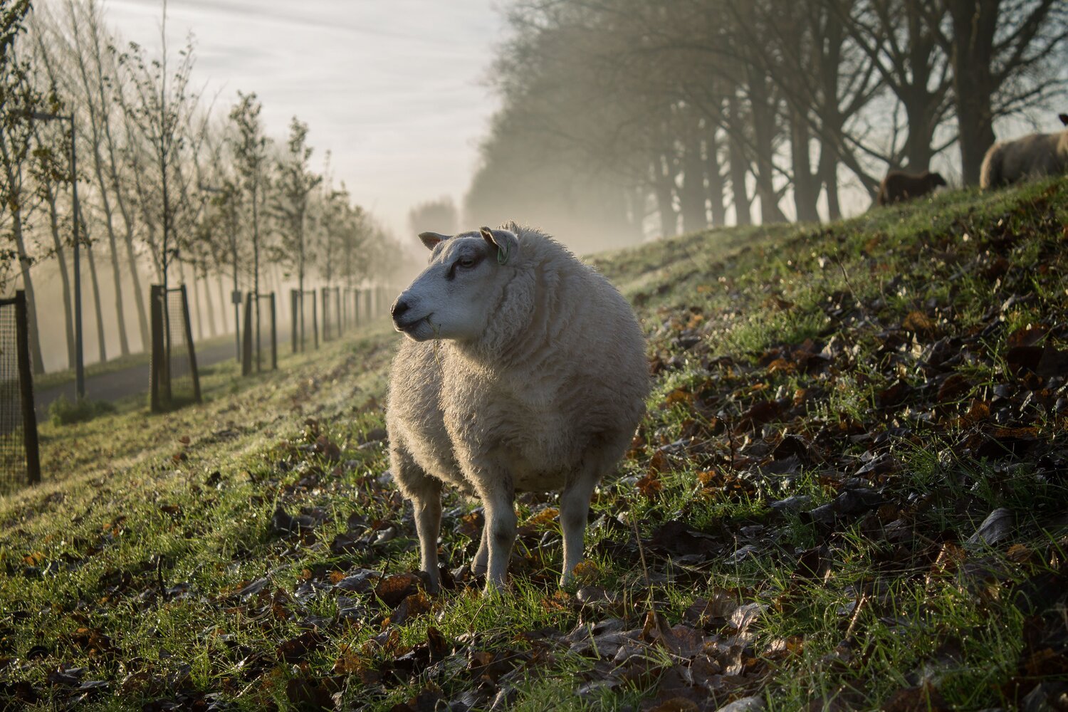 the sheep.jpeg