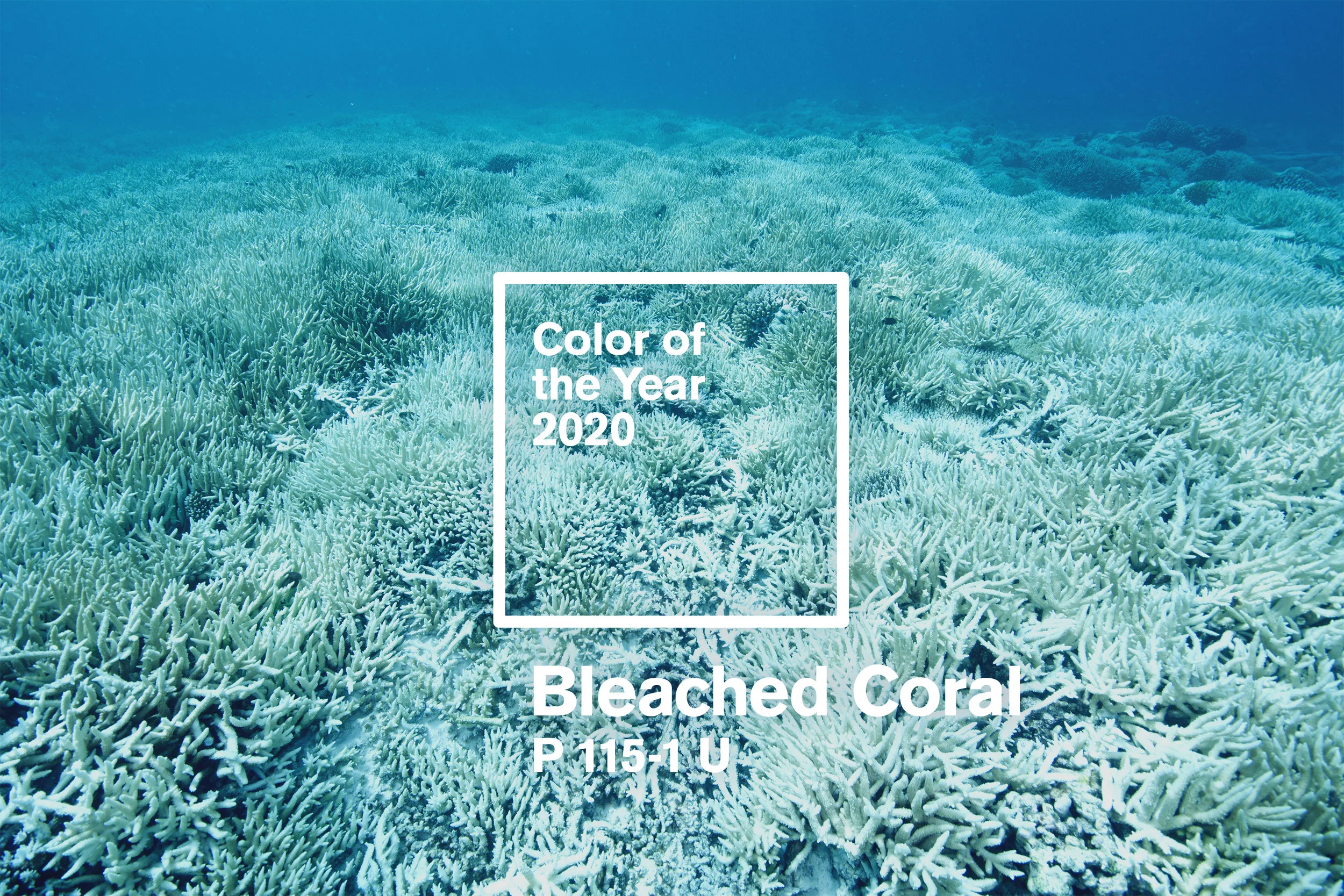 ColorOfTheYear2020-Image.jpg