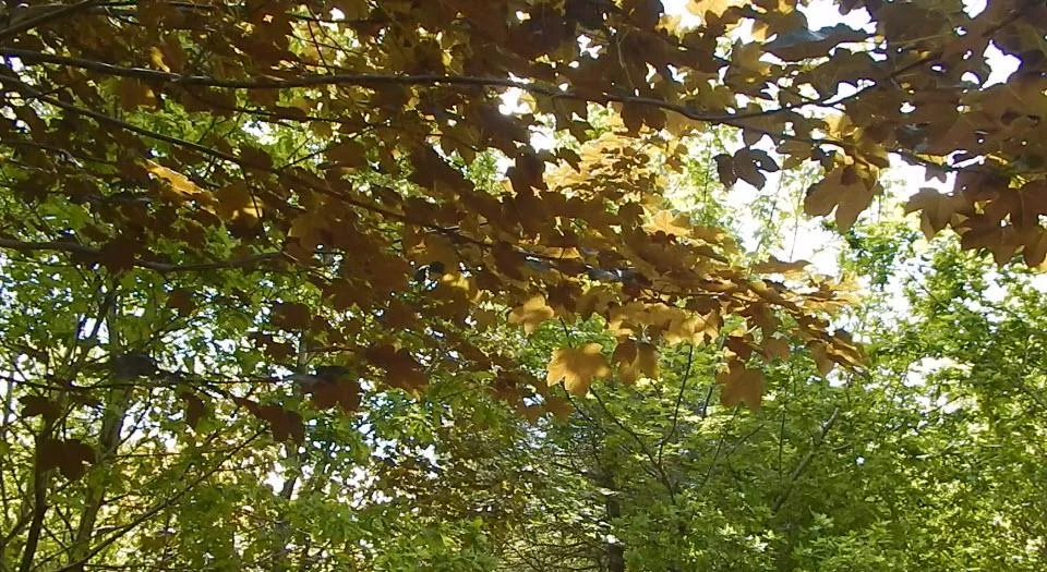 008a_trees_main_banner_960x525_72.jpg