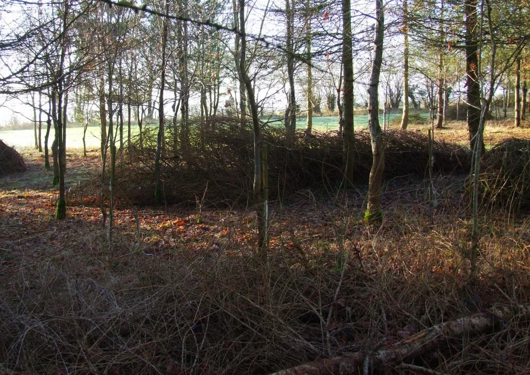 Sunlight shining into the woods