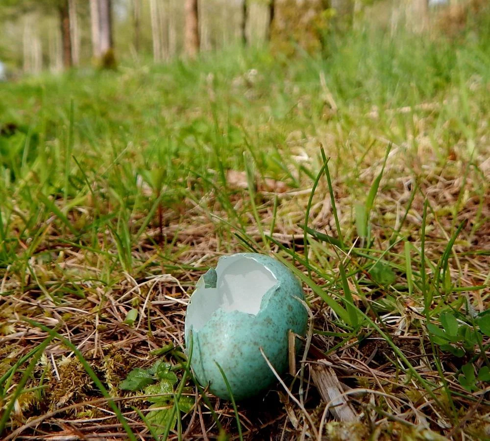 blackbird_egg_1000.jpg