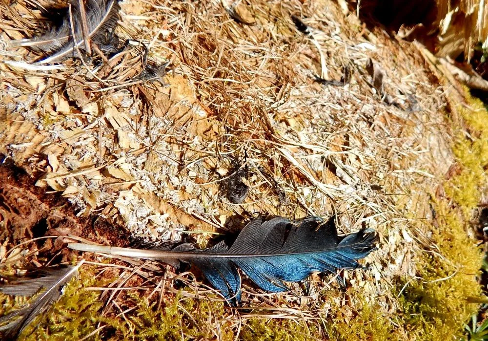 blue_feather_1000.jpg