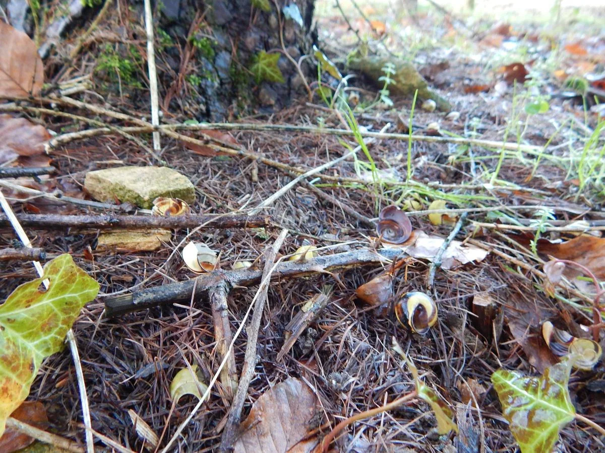 DSCN0073_thrush_shells_1200.jpg