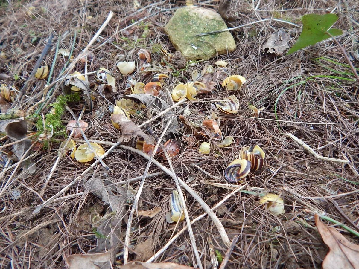 DSCN0322_thrush_shells2_1200.jpg