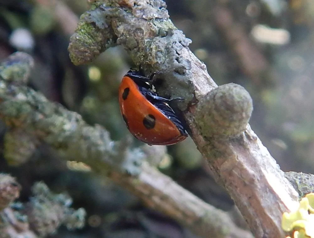hibernating_ladybird_1_1000.jpg