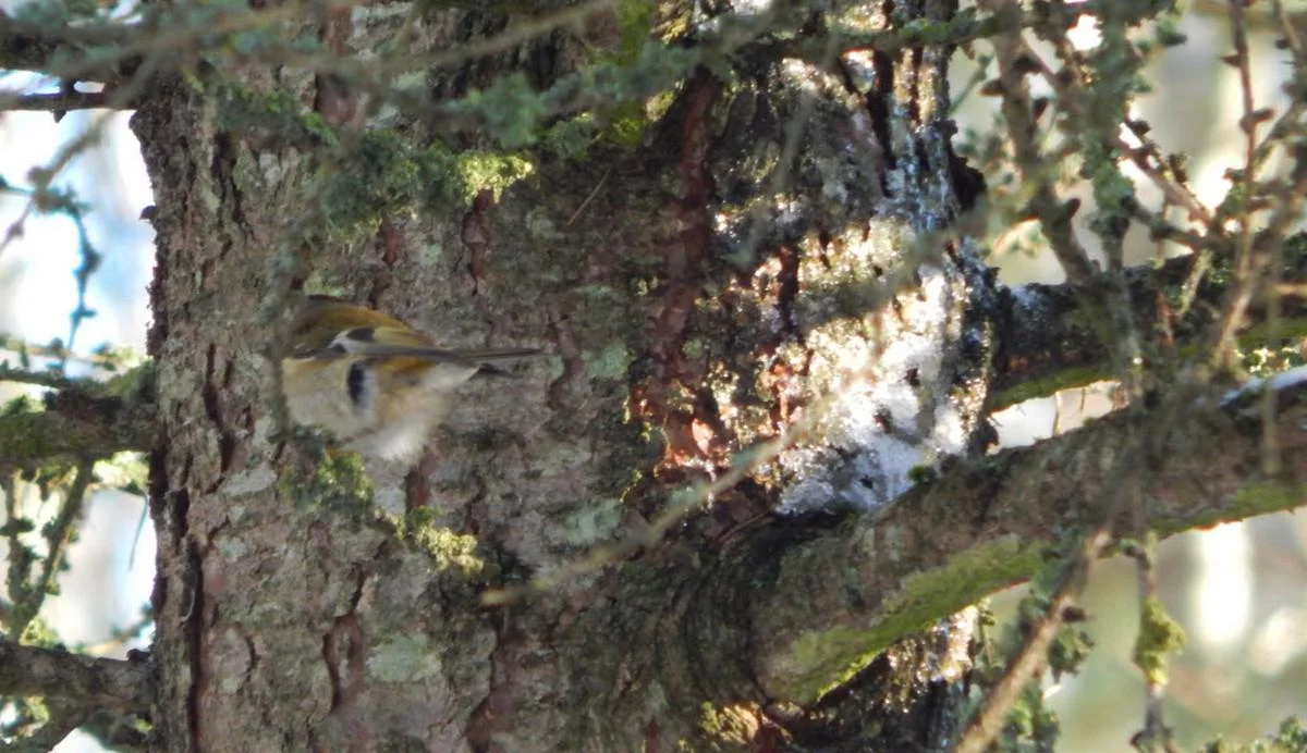 DSCN0111_goldcrest.jpg