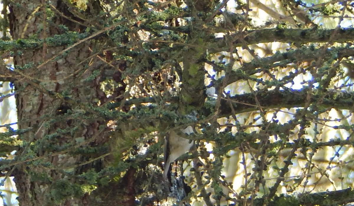 DSCN0115_goldcrest.jpg