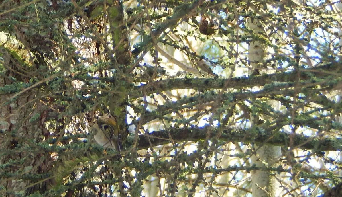 DSCN0117_goldcrest.jpg