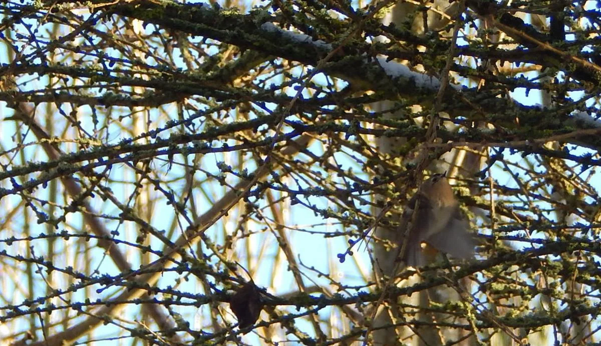 DSCN0124_goldcrest.jpg