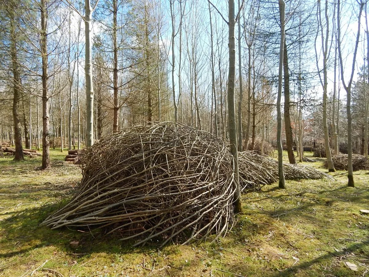 DSCN4347.jpg