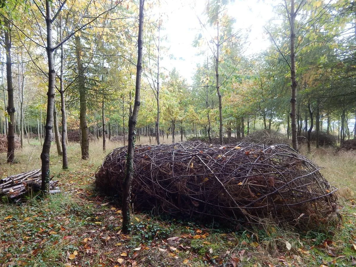 DSCN3431.jpg