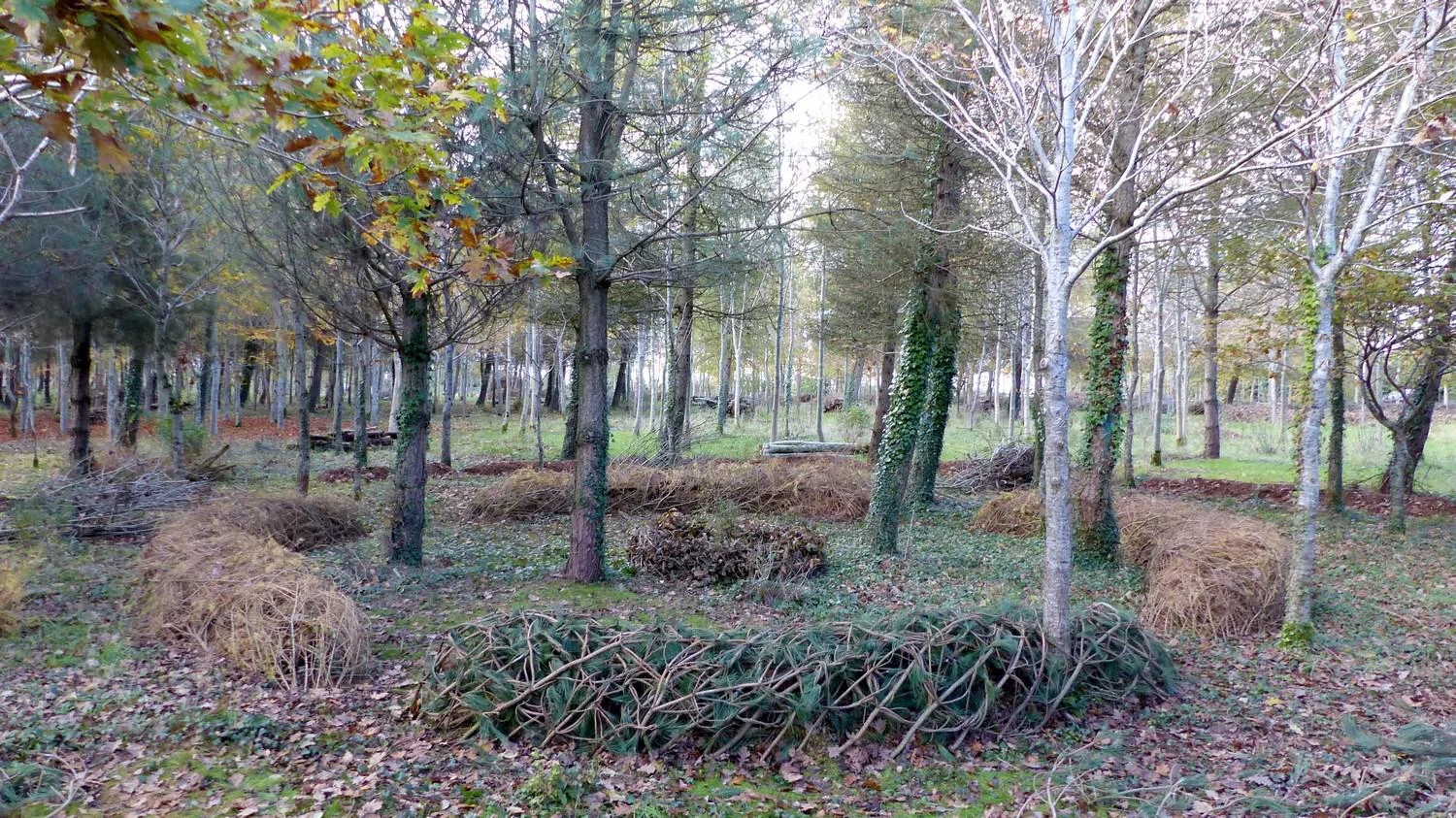 001_autumn_2017.jpg