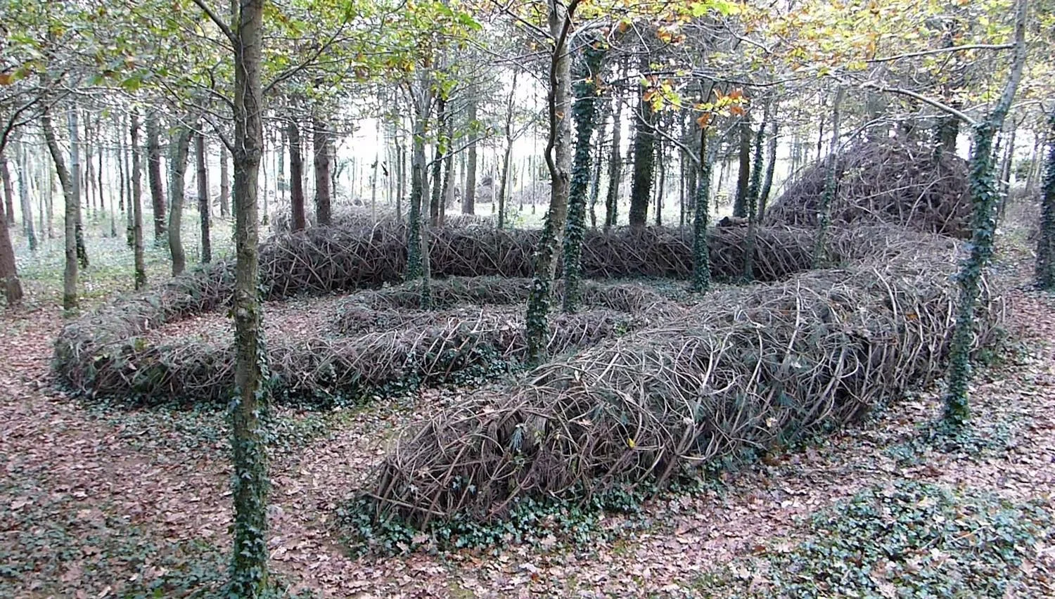 003_autumn_2017.jpg