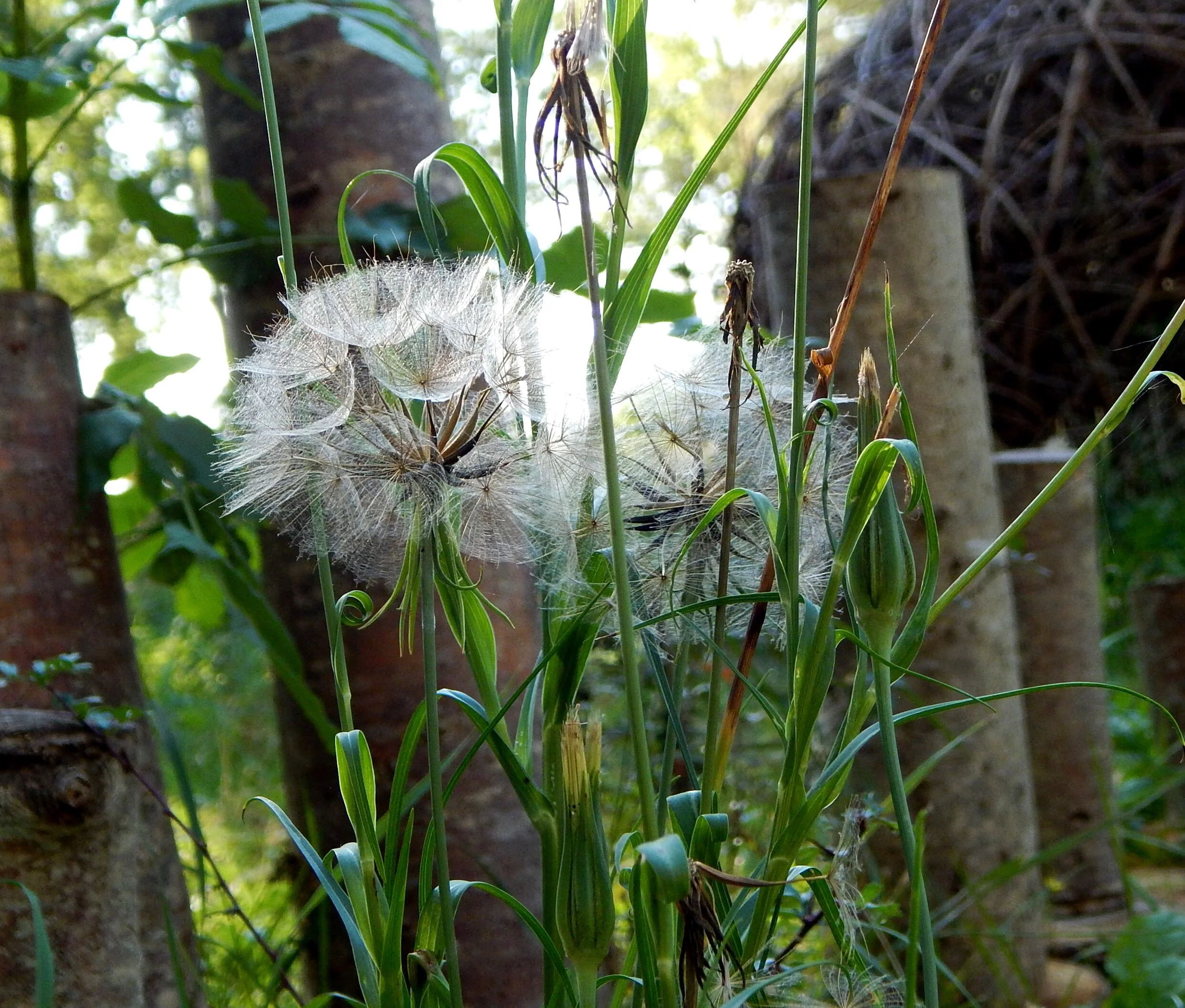 Goat’s beard (Tragopogon pratensis) at the entrance to the labyrinth.