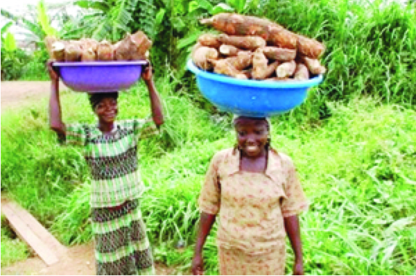 Nigerian Cassava Farmers: http://thenationonlineng.net/tackling-cassava-farming-challenges/