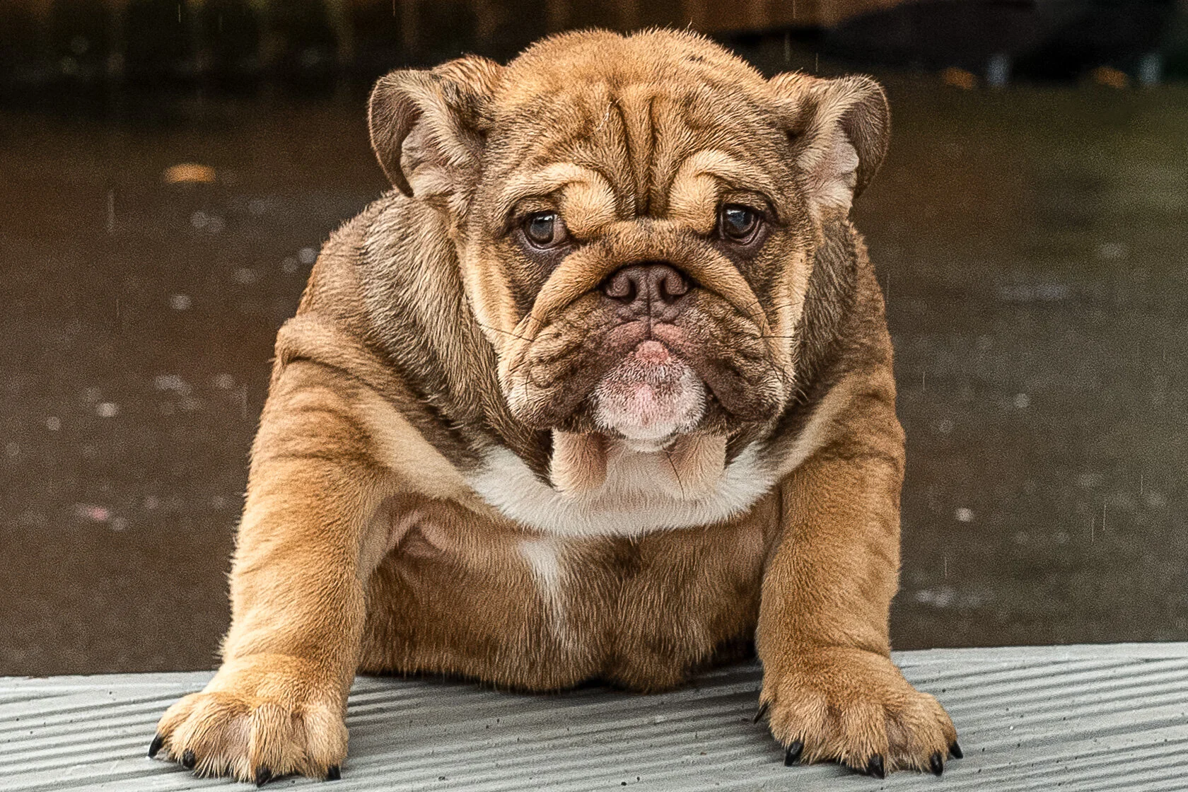 DSC_4111-Edit.jpg