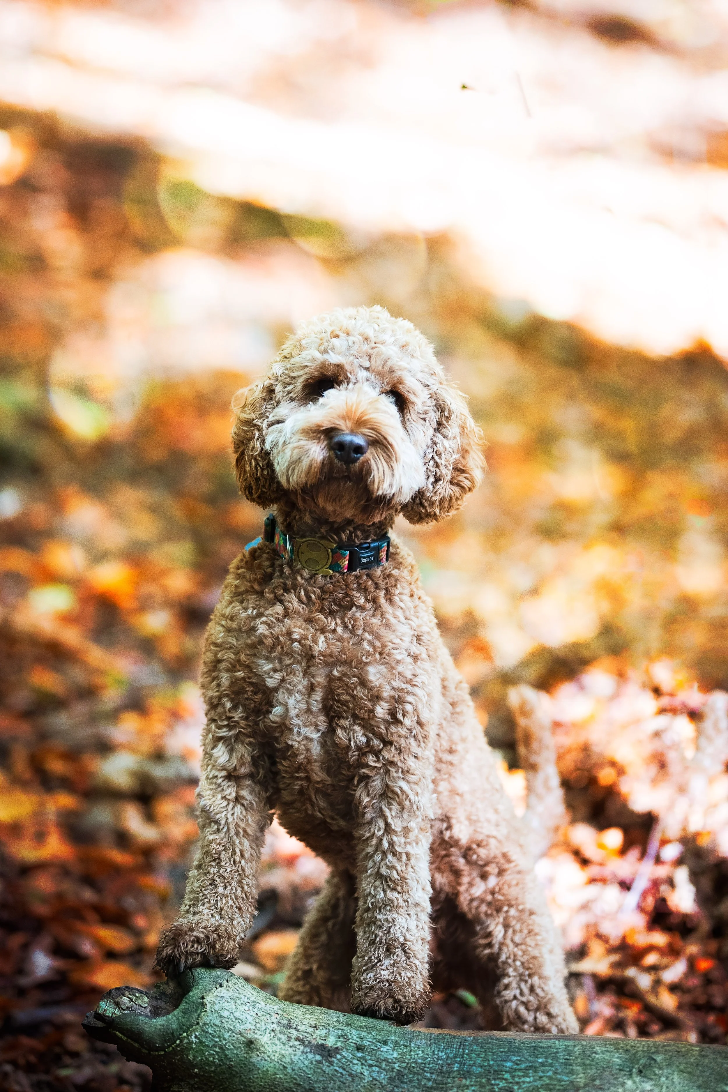 DSC_6816-Edit.jpg