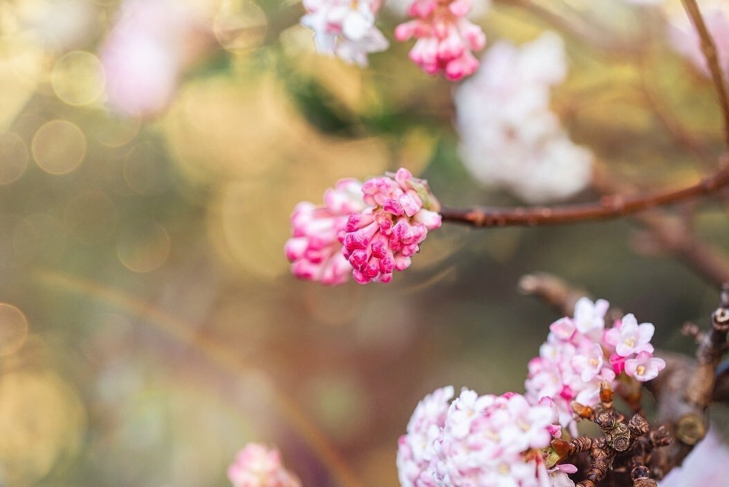 It&rsquo;s been so bitter in Yorkshire today but it&rsquo;s so lovely to see these signs of spring (swipe to see a photo of the bush!) #macrophotography #macro #flowersofinstagram #floral #ig_flowers #ig_flowers_macro #flowerstagram #flowerlover #flo