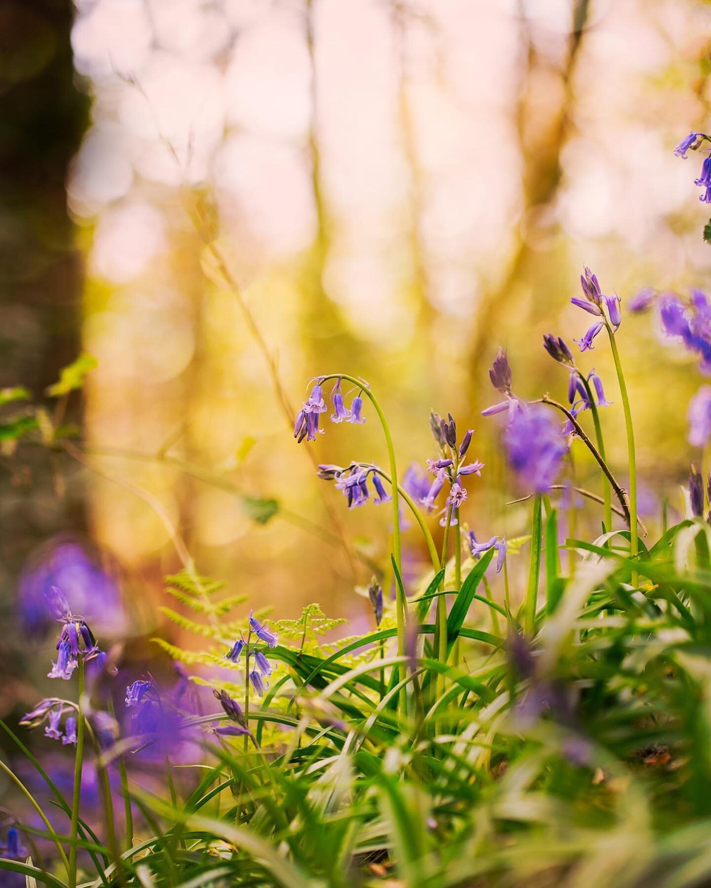 The bluebells look amazing this year!! I find it so grounding photographing flowers, great for mindfulness and a break from every day work! #bokehphotography #bokehlove #bokehlovers #macrophotography #wildflowers #bluebells #blubellwoods #flowerphoto