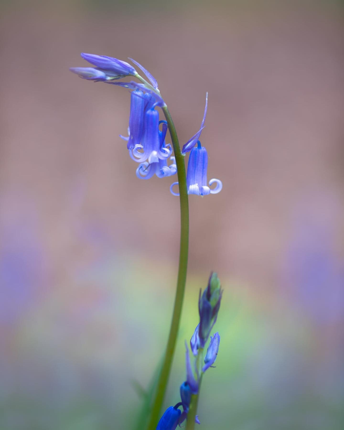 Another bluebell edit #macrophotography #macroflower #macroworld #tamron90mm #macro_moms #wildflowers #bluebells #bluebellseason #bluebellwoods #clickinmoms #bokeh_bliss #bokeh #bokehphotography #beautifulflowers