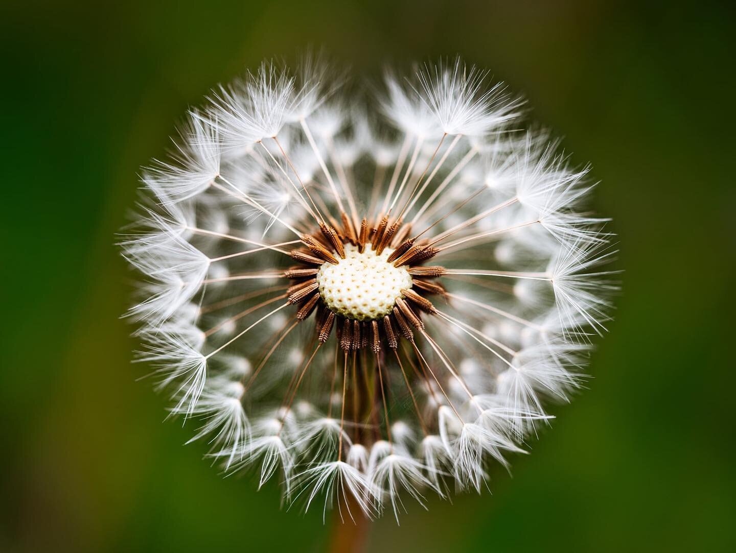 As a photographer, one of the things I&rsquo;m always looking for is beauty in the unexpected #dandelion #macrophotography #macro #macroflower #macrokingdom_flowers #bokeh_bliss #bokehphotography #flowerphotographymasters #flowerstagram #beautyinever