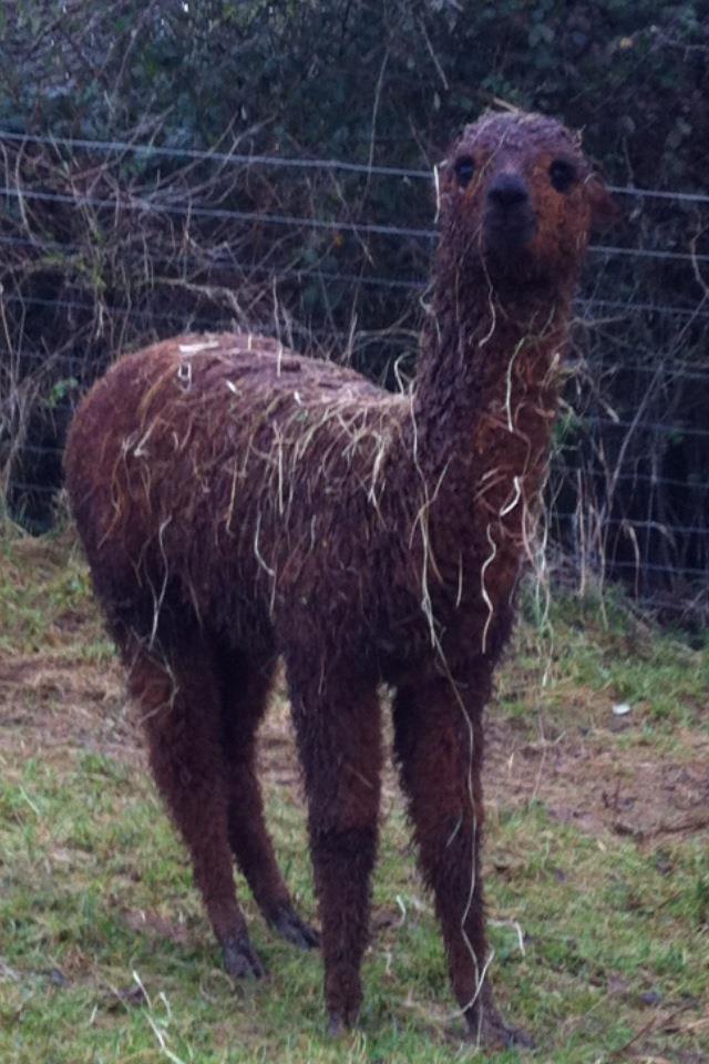 Olympia dressed with hay