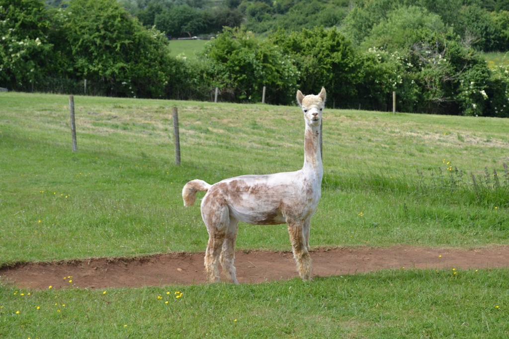 Penelope all grown up in 2015