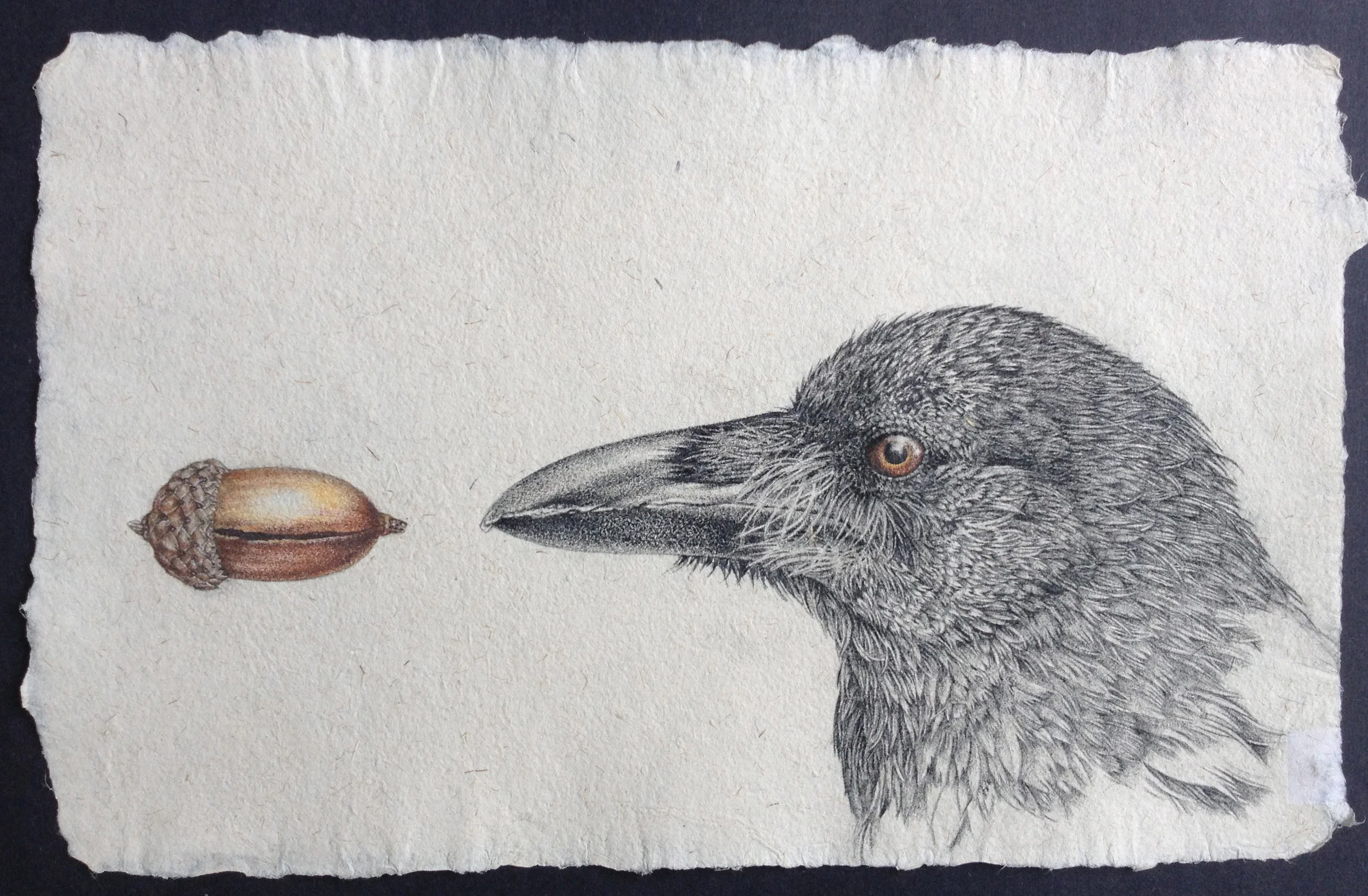 crow vs acorn.jpg