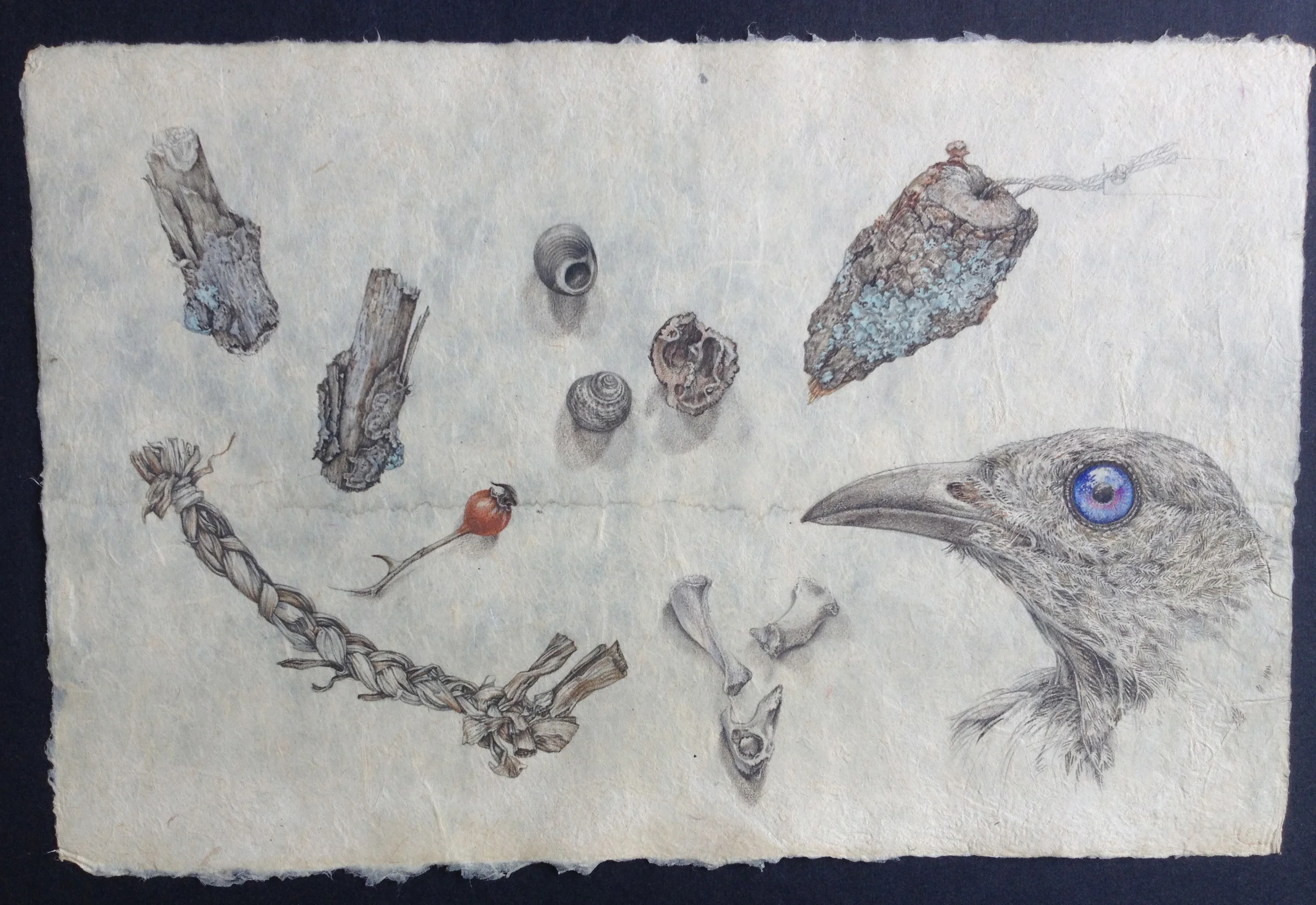 bowerbird's things.jpg