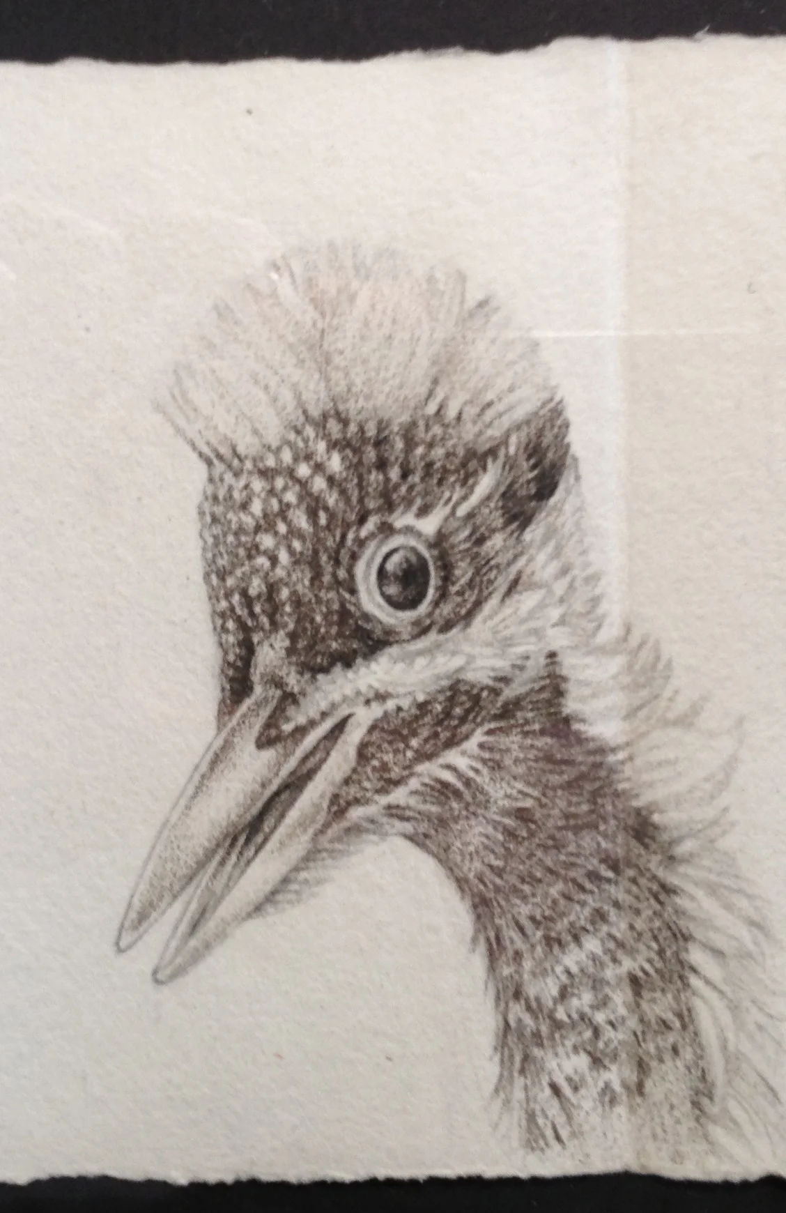 woodpecker chick.JPG