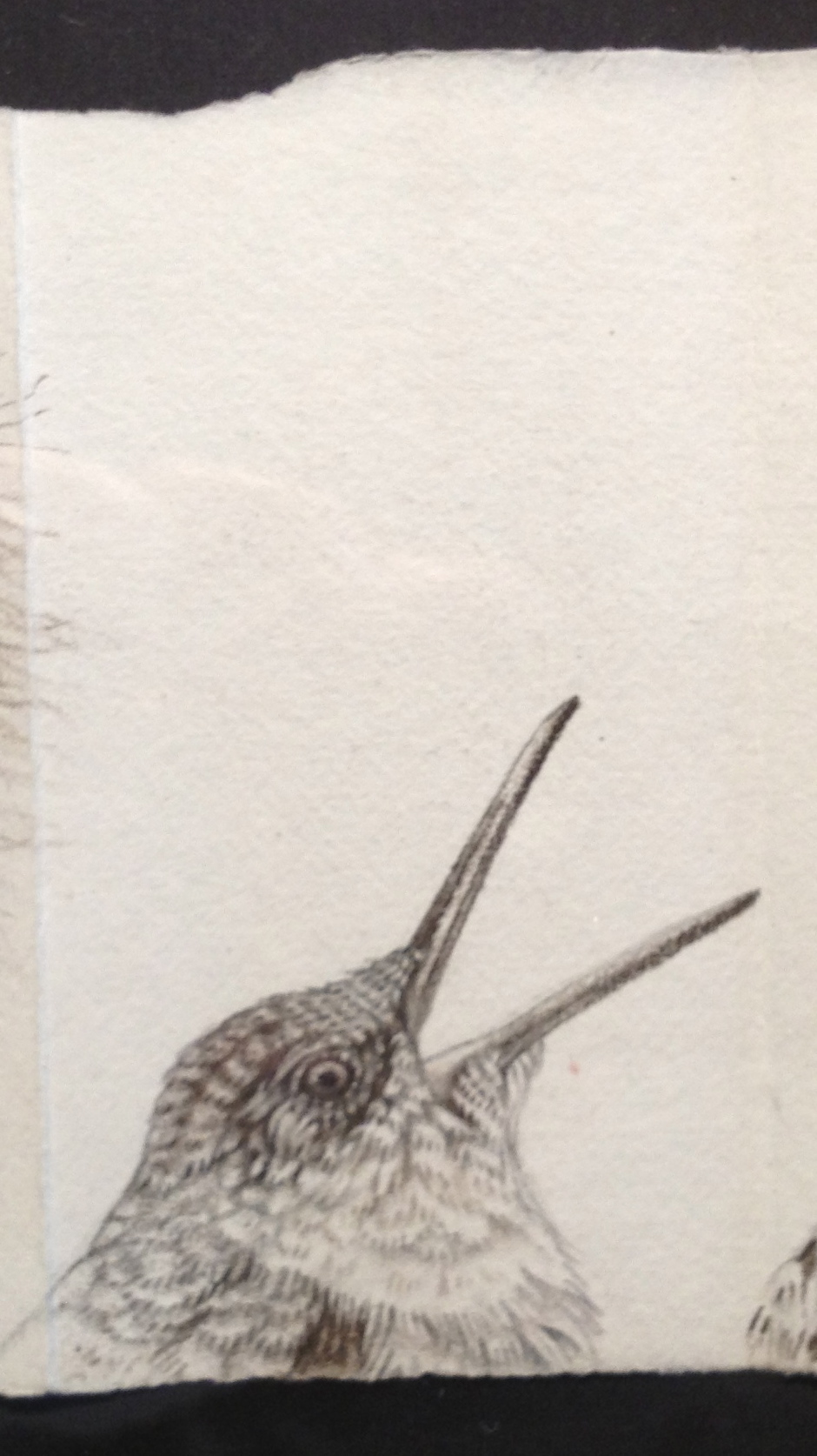 hummingbird chick.JPG