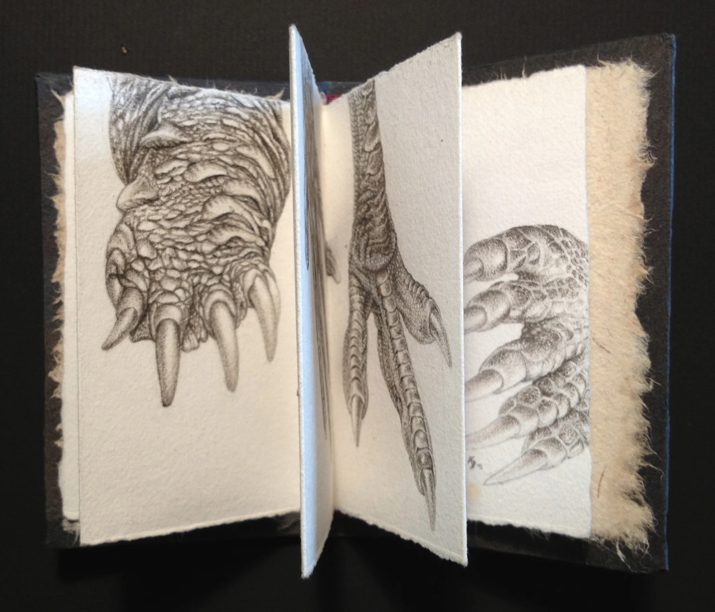 claws book.jpg