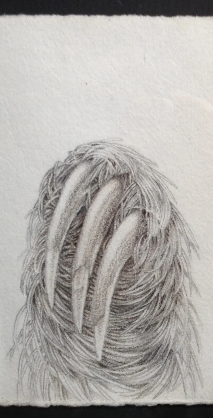sloth claws.jpg