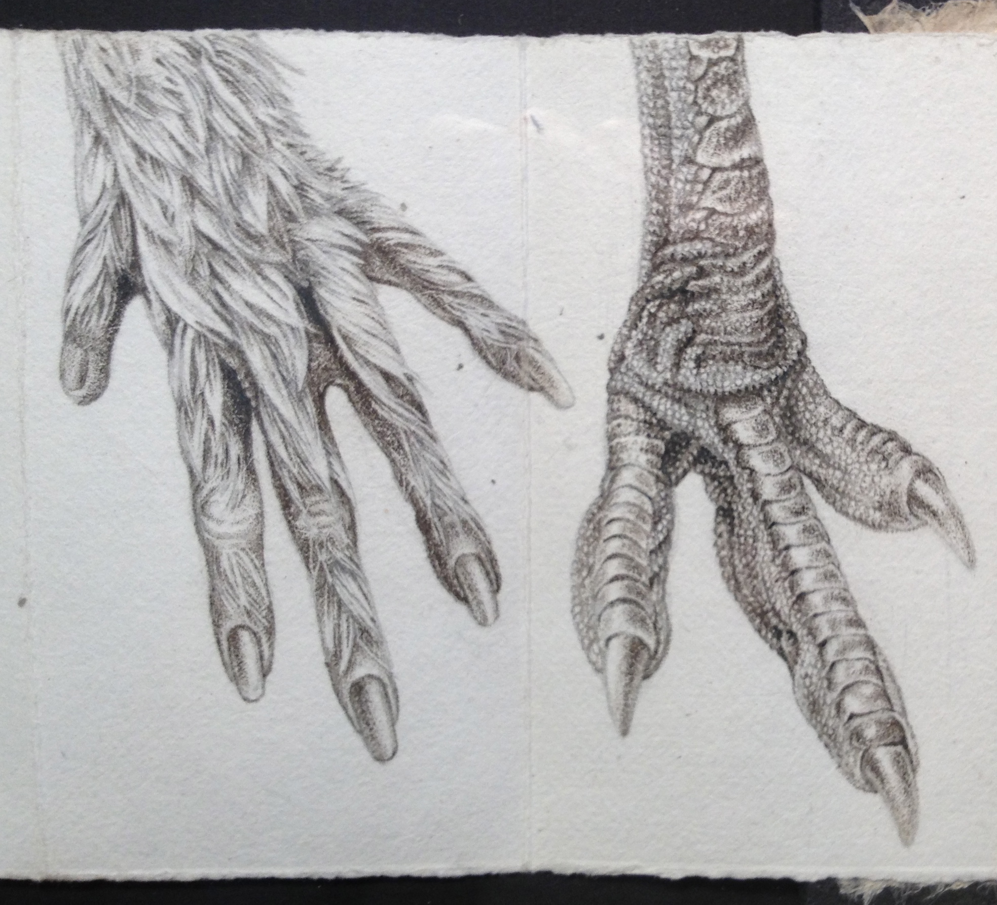 monkey:emu claws.jpg